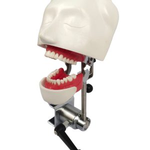 EL banna Dummy Head Simple Type - Image 1
