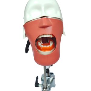 EL banna Dummy Head Advanced Type - Image 1