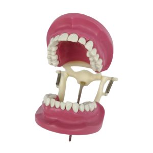 Banna Cast Plastic Articulator - Image 1