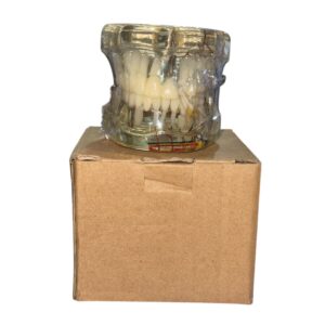 Education Transparent Cast With nerve - Image 2