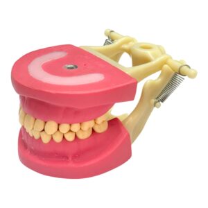 Cast Banna Model Copy Plastic - Image 1